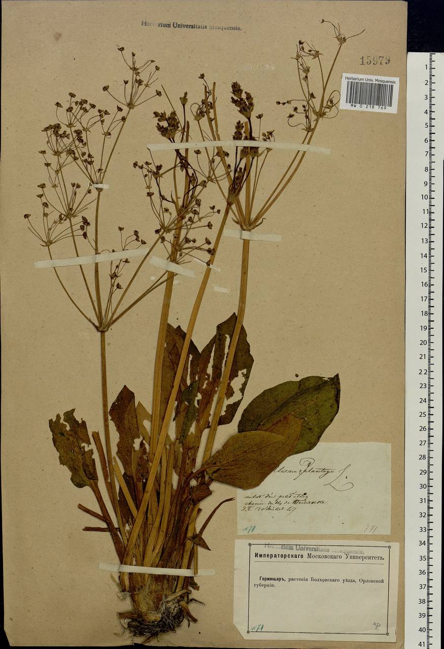 Alisma plantago-aquatica L., Eastern Europe, Central forest-and-steppe region (E6) (Russia)