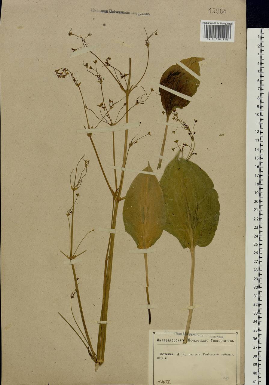 Alisma plantago-aquatica L., Eastern Europe, Central forest-and-steppe region (E6) (Russia)