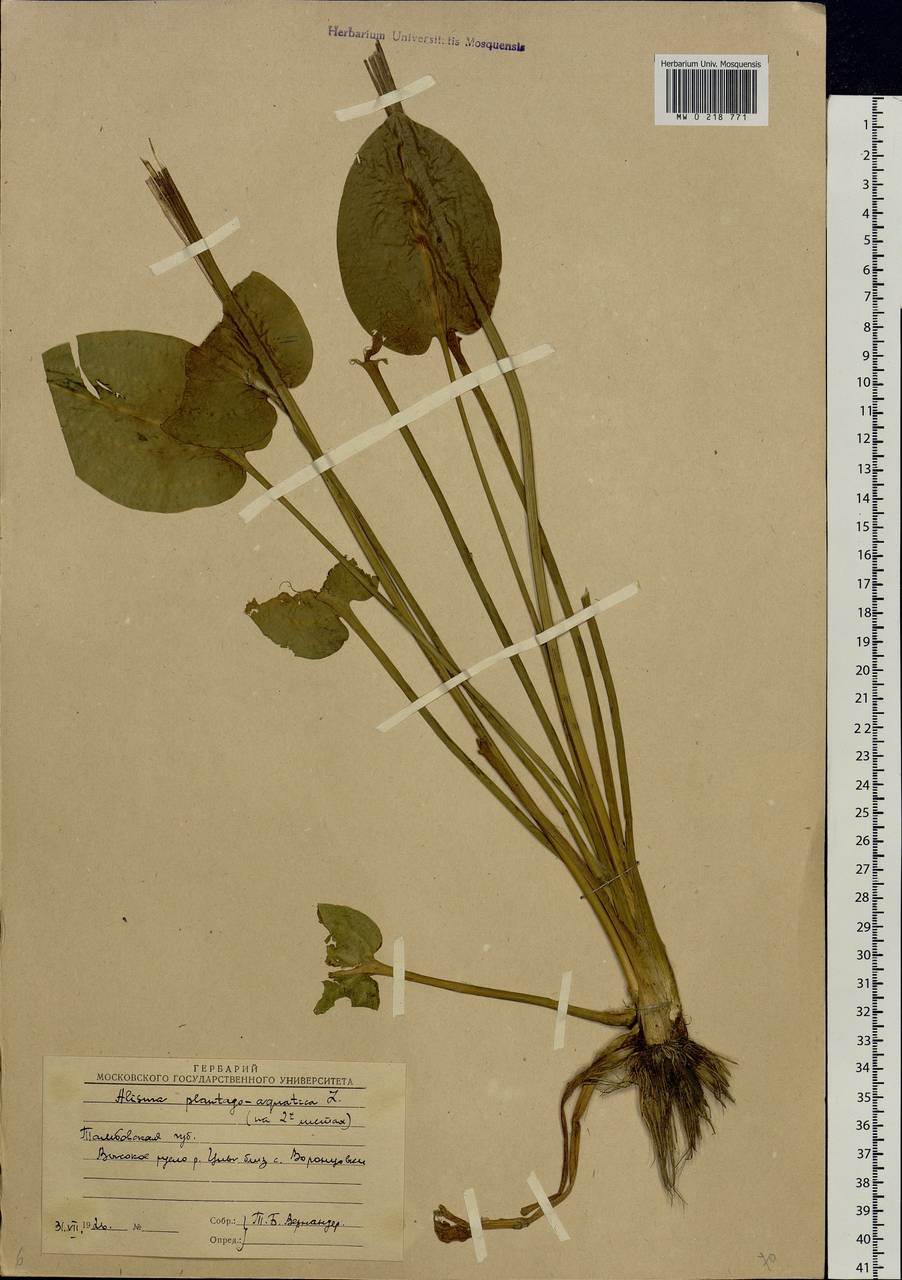Alisma plantago-aquatica L., Eastern Europe, Central forest-and-steppe region (E6) (Russia)