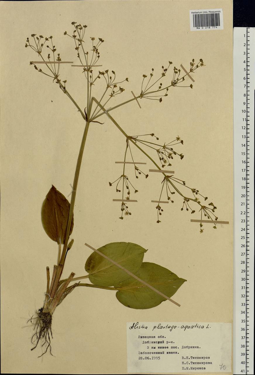 Alisma plantago-aquatica L., Eastern Europe, Central forest-and-steppe region (E6) (Russia)