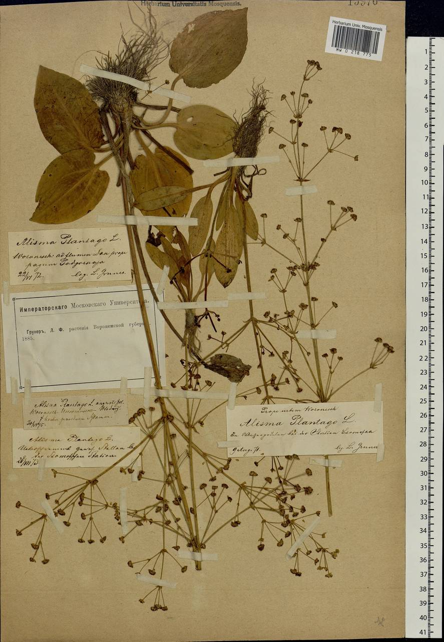 Alisma plantago-aquatica L., Eastern Europe, Central forest-and-steppe region (E6) (Russia)