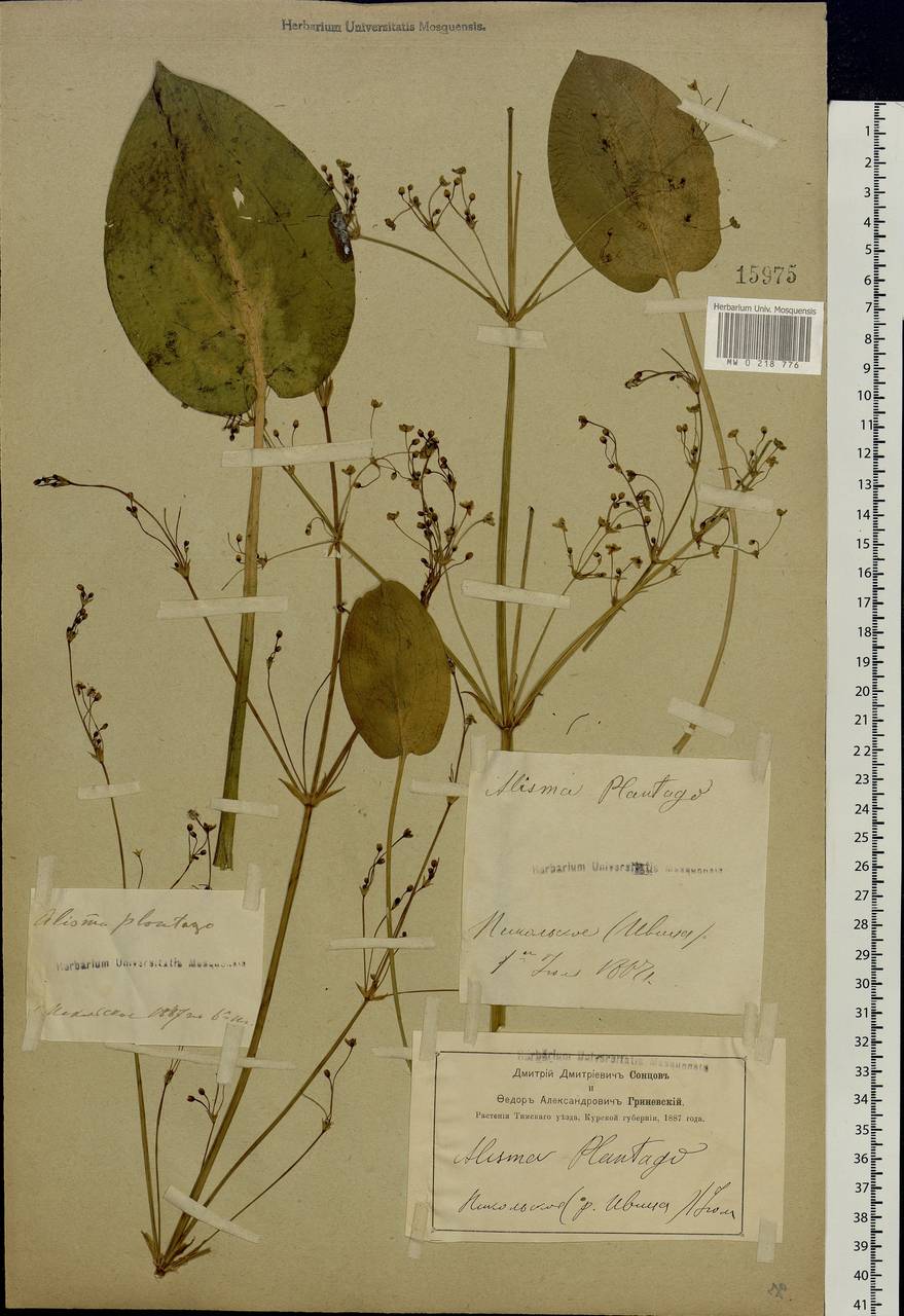 Alisma plantago-aquatica L., Eastern Europe, Central forest-and-steppe region (E6) (Russia)