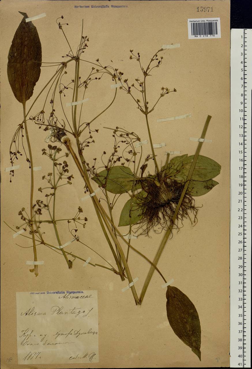 Alisma plantago-aquatica L., Eastern Europe, Central forest-and-steppe region (E6) (Russia)