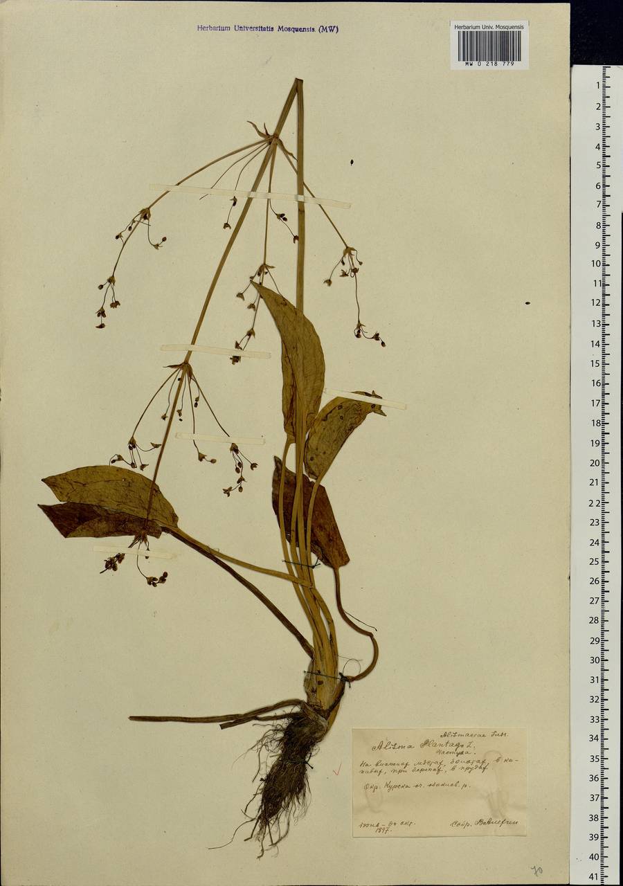 Alisma plantago-aquatica L., Eastern Europe, Central forest-and-steppe region (E6) (Russia)