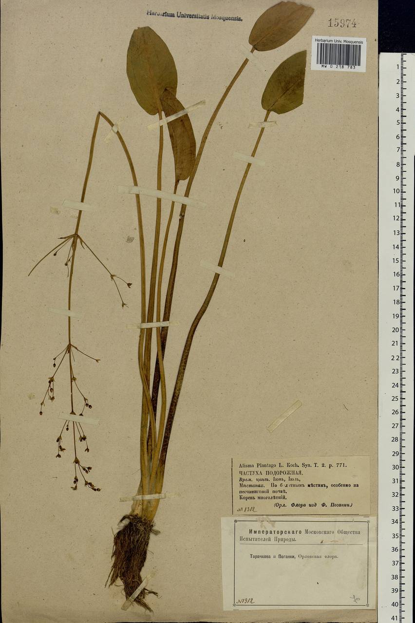 Alisma plantago-aquatica L., Eastern Europe, Central forest-and-steppe region (E6) (Russia)