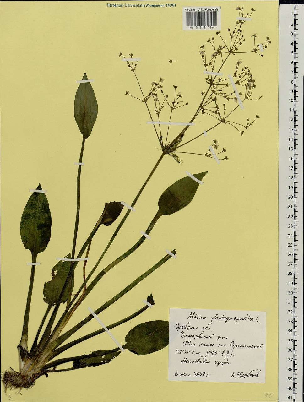 Alisma plantago-aquatica L., Eastern Europe, Central forest-and-steppe region (E6) (Russia)
