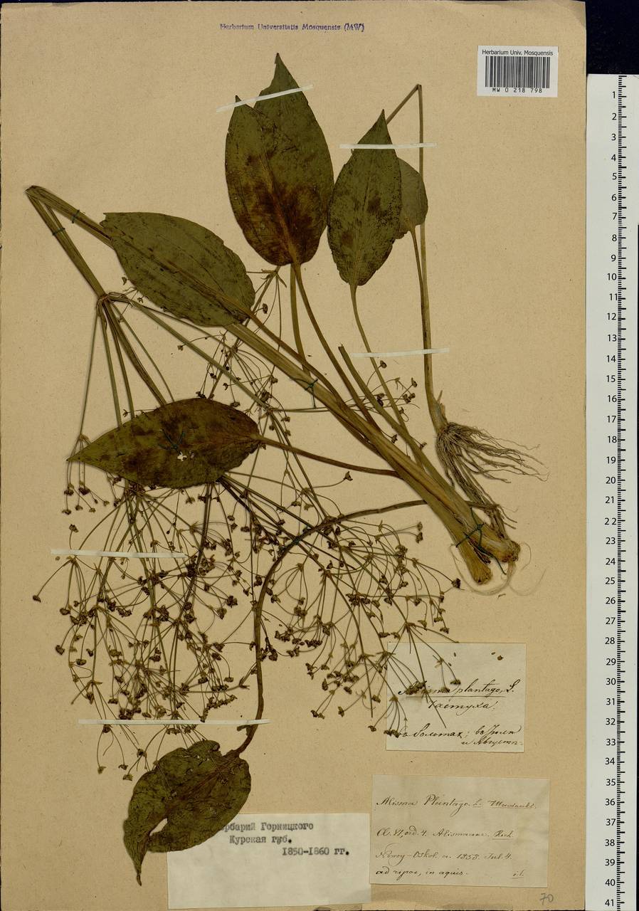 Alisma plantago-aquatica L., Eastern Europe, Central forest-and-steppe region (E6) (Russia)