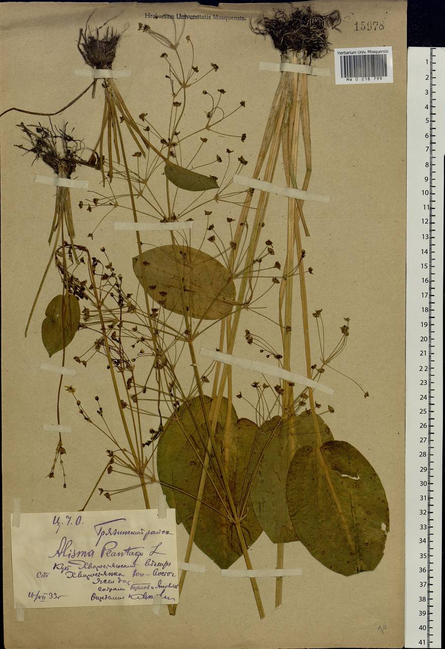 Alisma plantago-aquatica L., Eastern Europe, Central forest-and-steppe region (E6) (Russia)