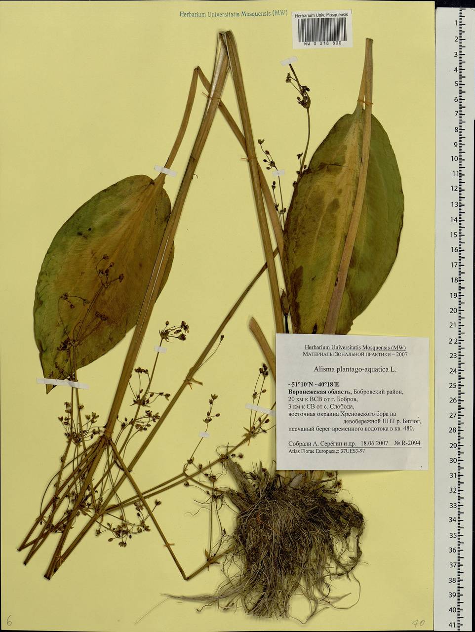 Alisma plantago-aquatica L., Eastern Europe, Central forest-and-steppe region (E6) (Russia)