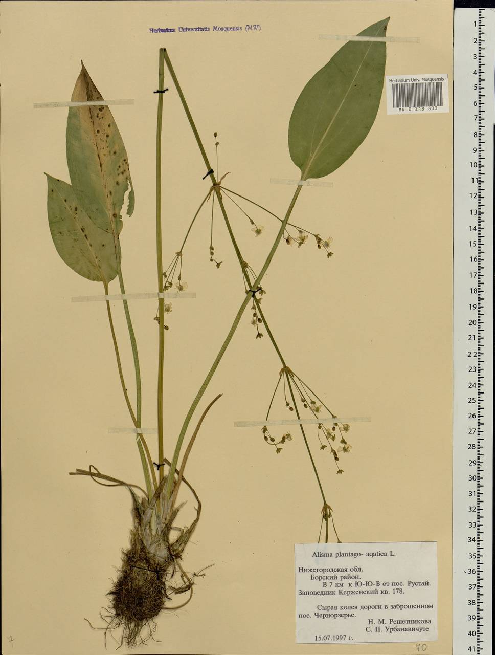 Alisma plantago-aquatica L., Eastern Europe, Volga-Kama region (E7) (Russia)