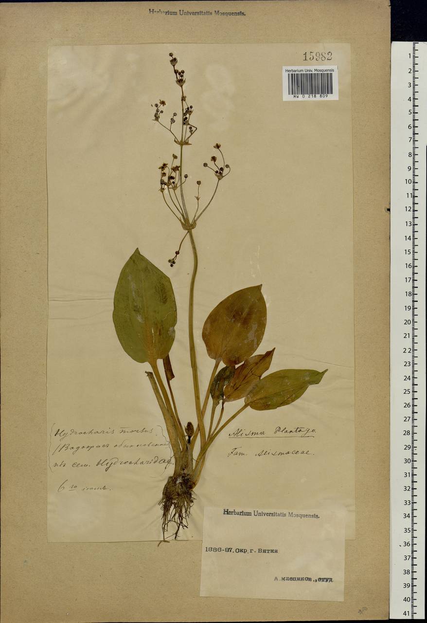 Alisma plantago-aquatica L., Eastern Europe, Volga-Kama region (E7) (Russia)