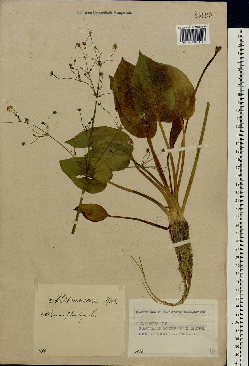 Alisma plantago-aquatica L., Eastern Europe, Volga-Kama region (E7) (Russia)