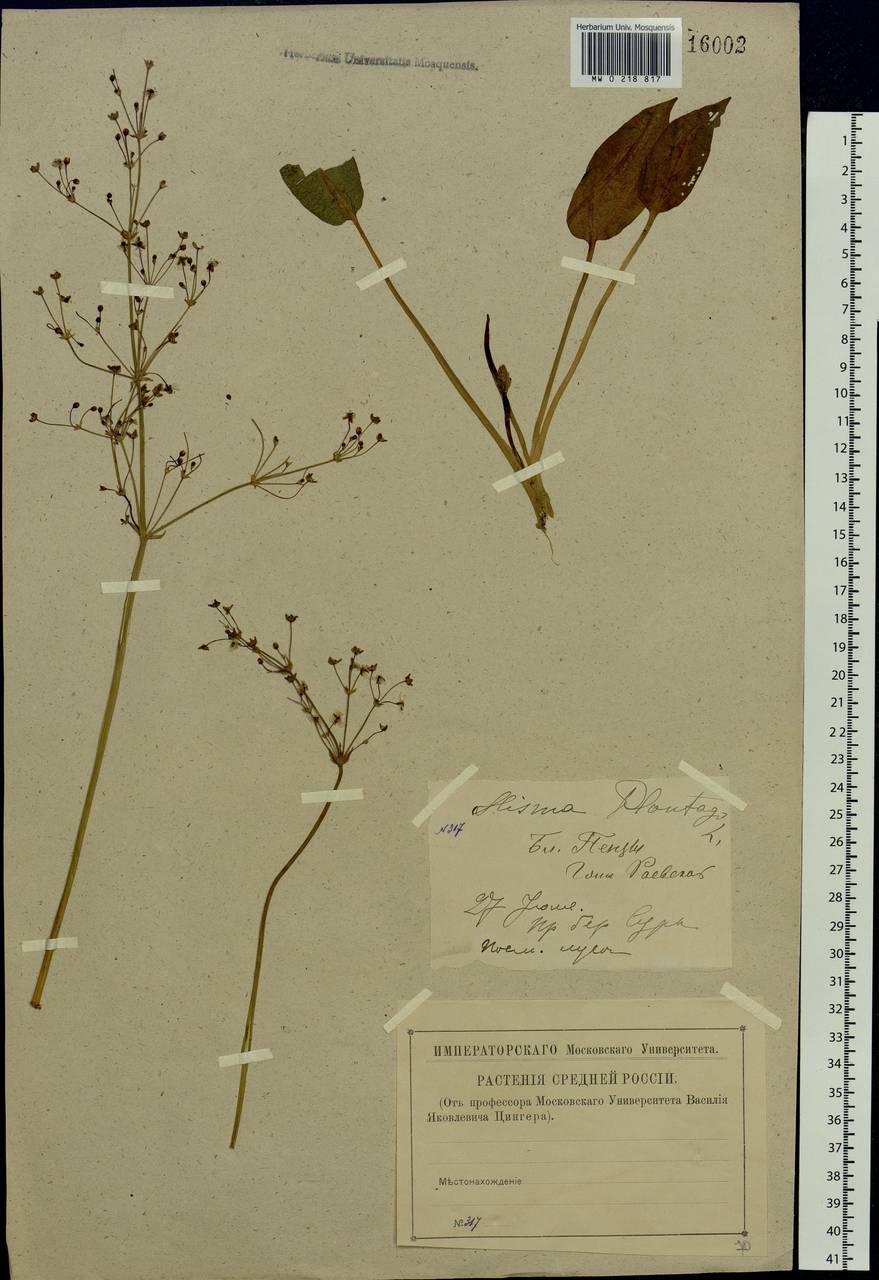 Alisma plantago-aquatica L., Eastern Europe, Middle Volga region (E8) (Russia)