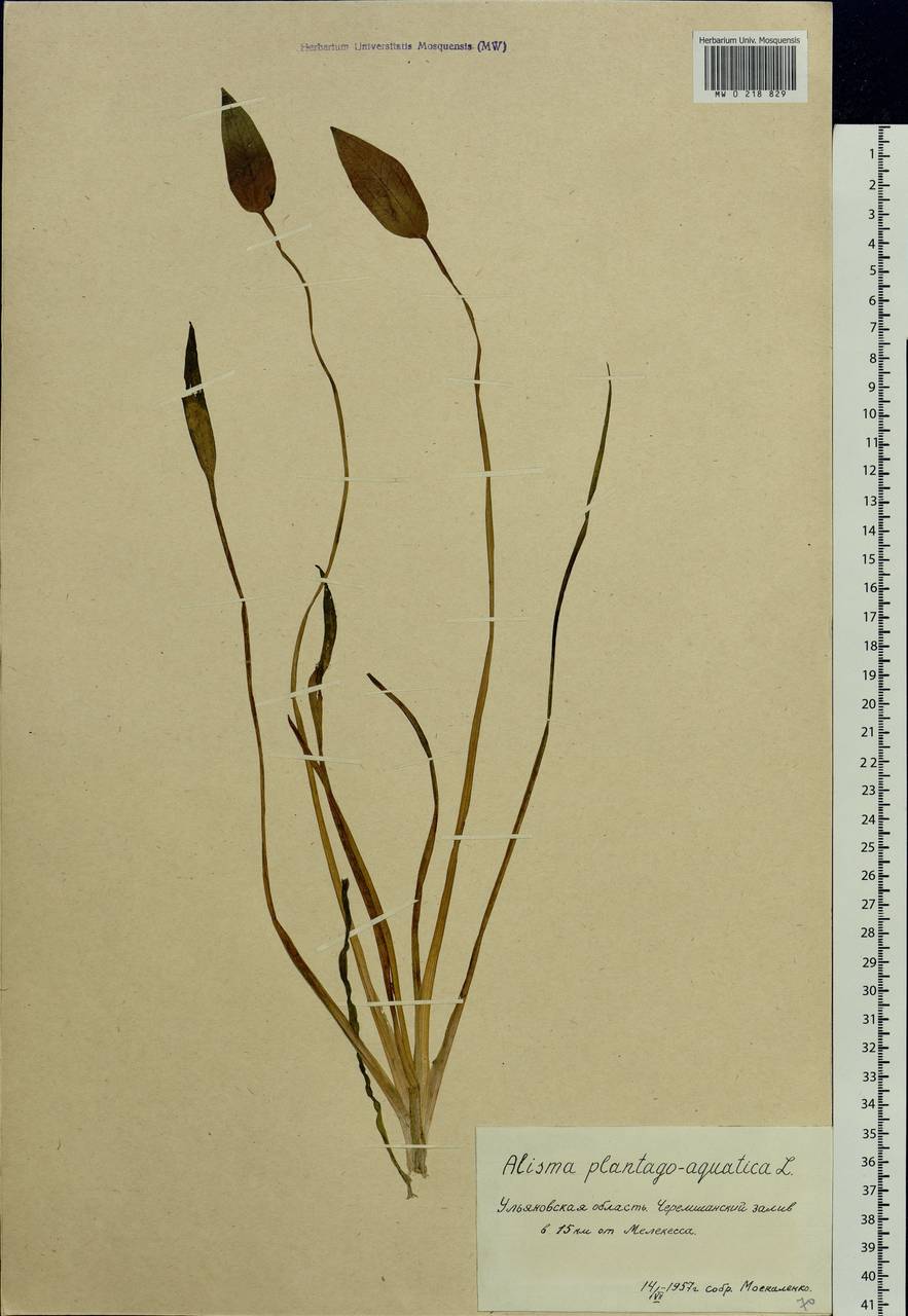 Alisma plantago-aquatica L., Eastern Europe, Middle Volga region (E8) (Russia)