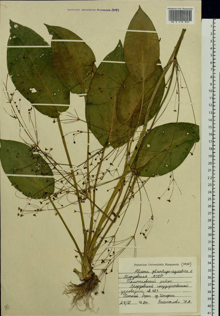 Alisma plantago-aquatica L., Eastern Europe, Middle Volga region (E8) (Russia)