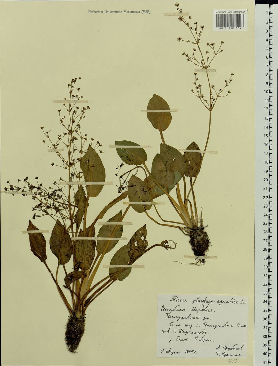 Alisma plantago-aquatica L., Eastern Europe, Middle Volga region (E8) (Russia)