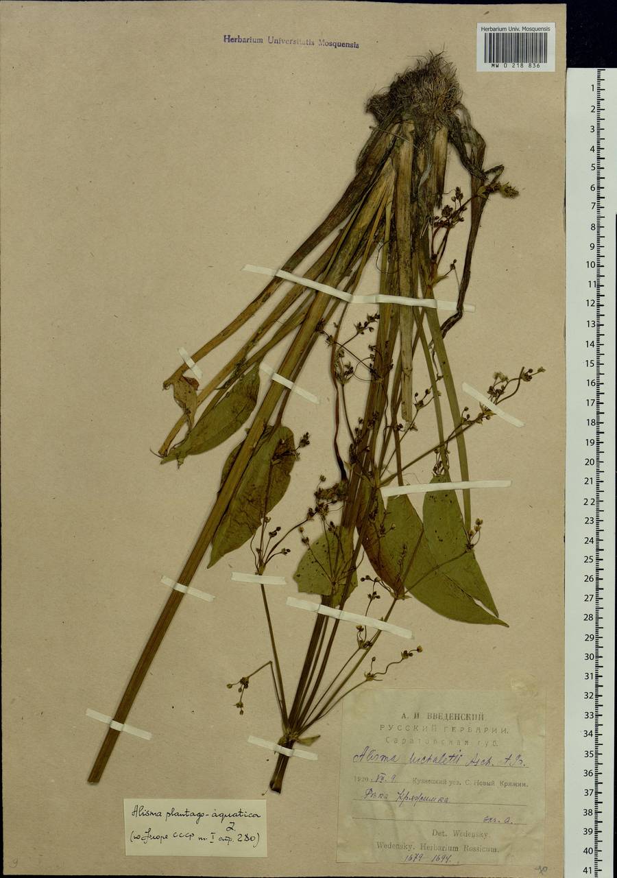 Alisma plantago-aquatica L., Eastern Europe, Middle Volga region (E8) (Russia)