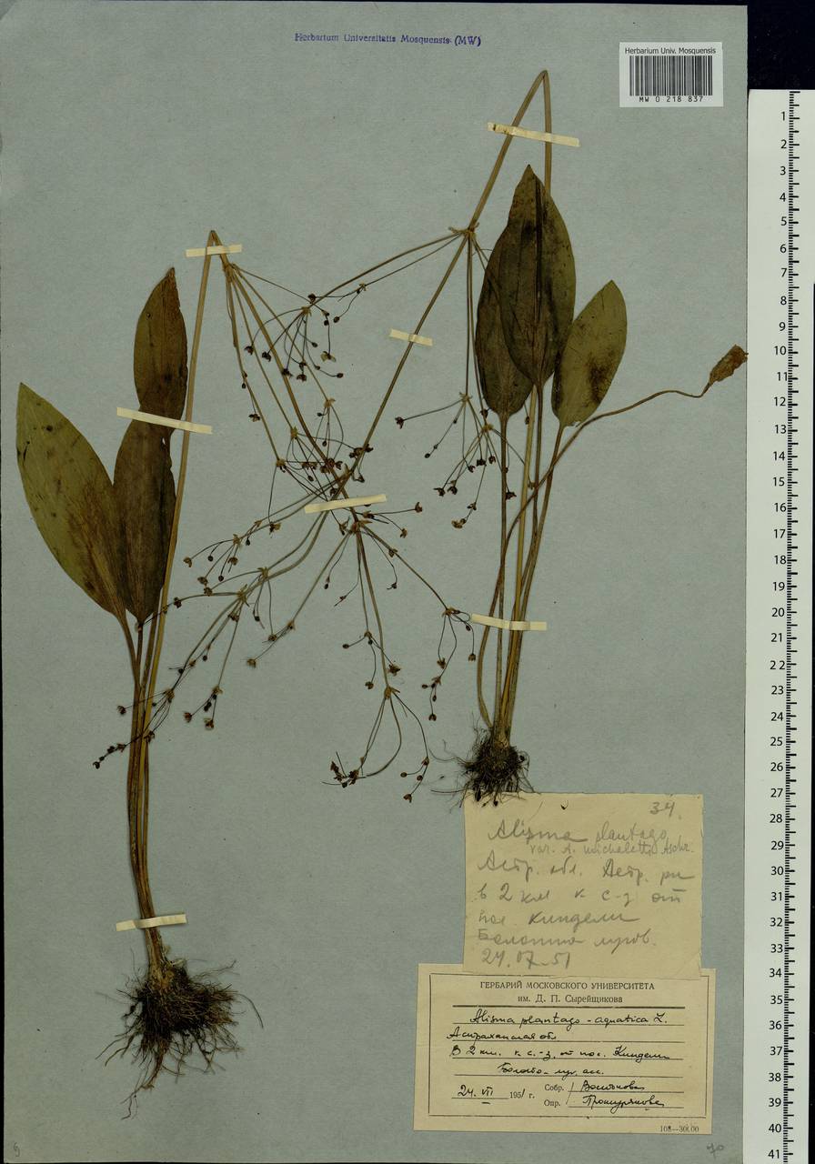 Alisma plantago-aquatica L., Eastern Europe, Lower Volga region (E9) (Russia)