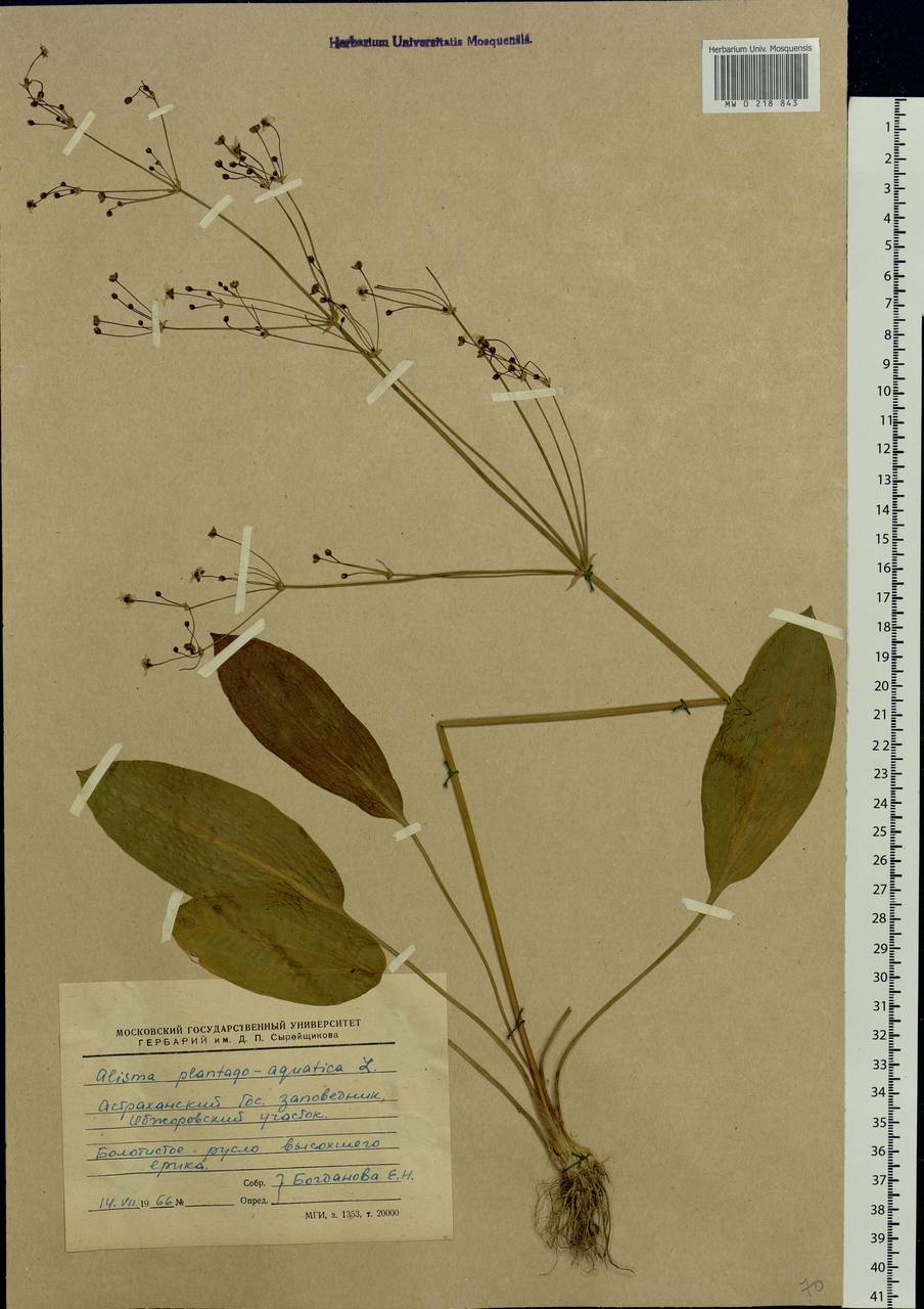 Alisma plantago-aquatica L., Eastern Europe, Lower Volga region (E9) (Russia)