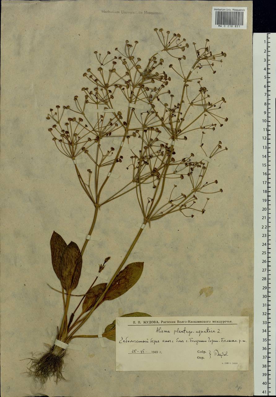 Alisma plantago-aquatica L., Eastern Europe, Lower Volga region (E9) (Russia)