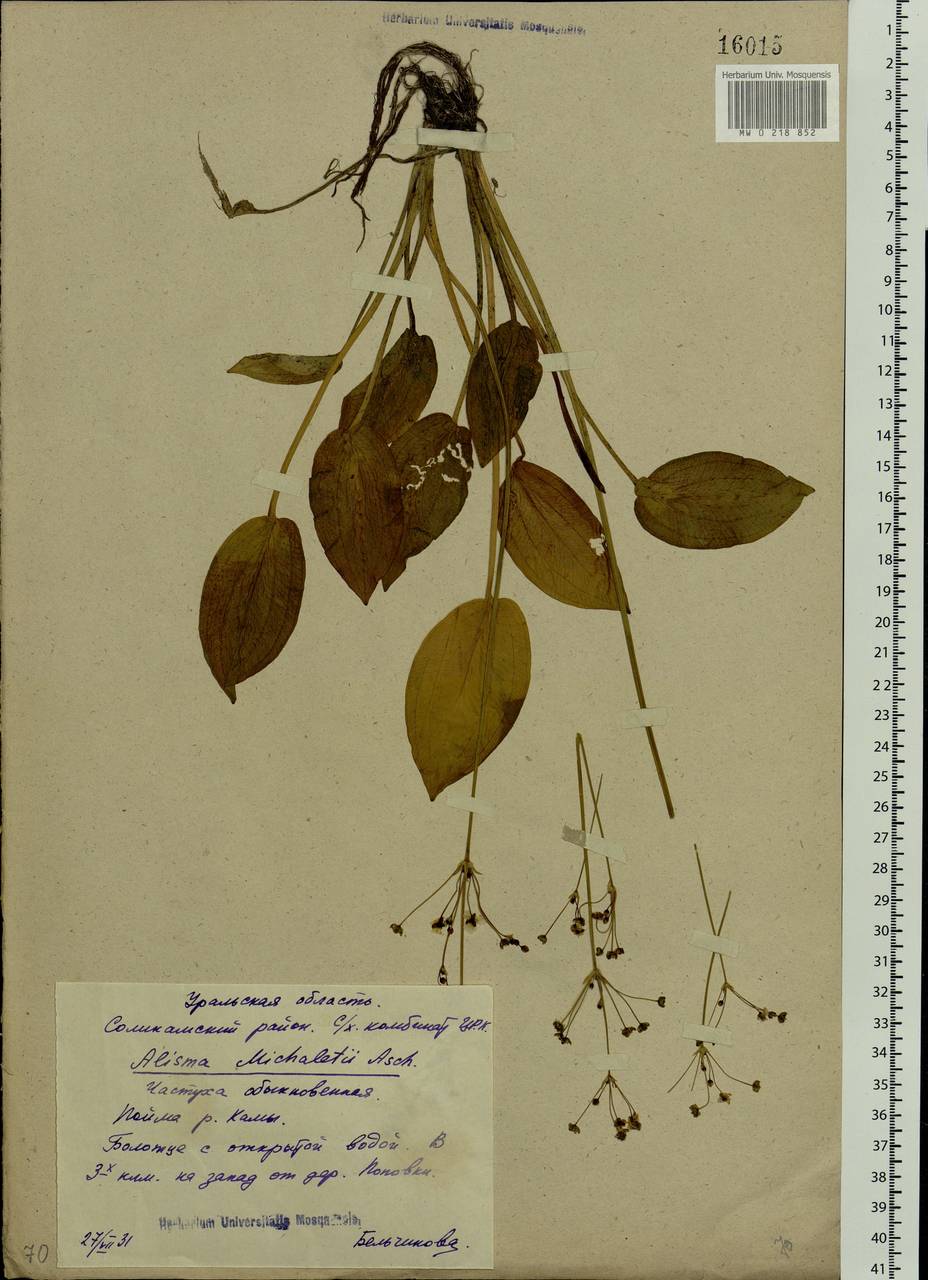 Alisma plantago-aquatica L., Eastern Europe, Eastern region (E10) (Russia)