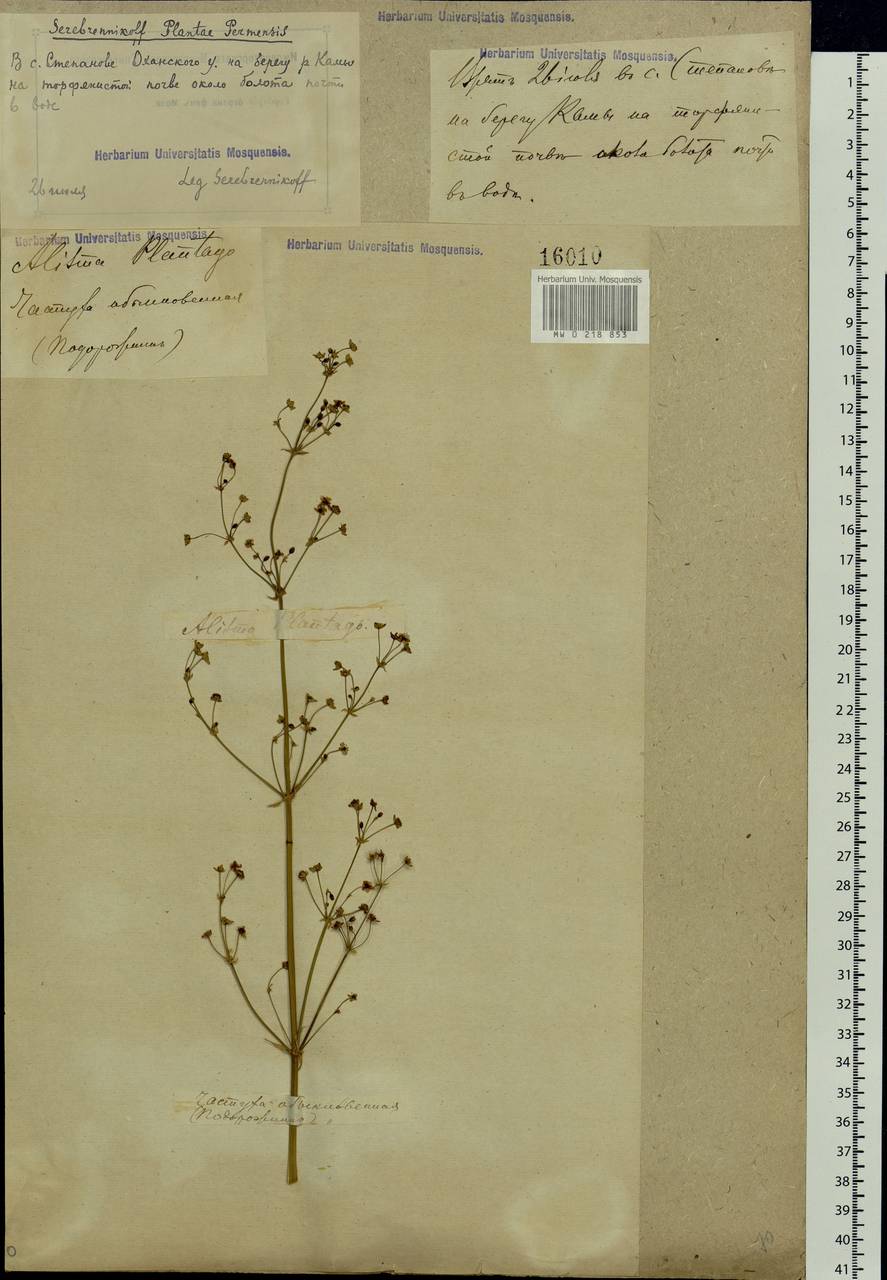 Alisma plantago-aquatica L., Eastern Europe, Volga-Kama region (E7) (Russia)