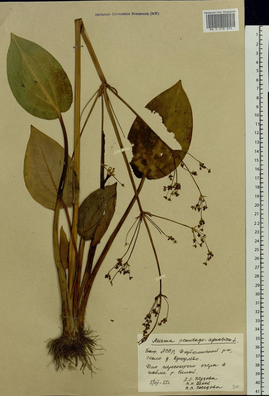 Alisma plantago-aquatica L., Eastern Europe, Eastern region (E10) (Russia)