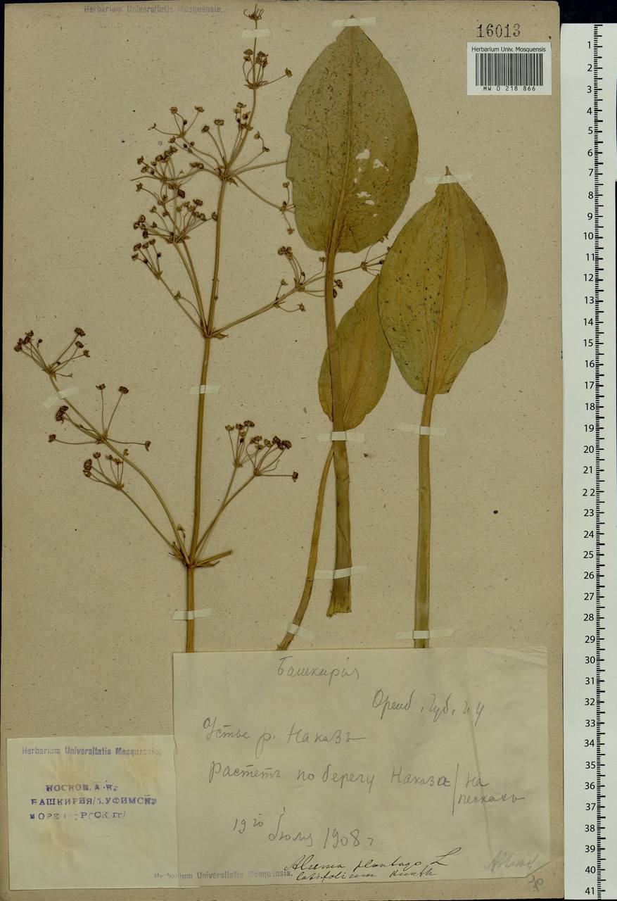 Alisma plantago-aquatica L., Eastern Europe, Eastern region (E10) (Russia)