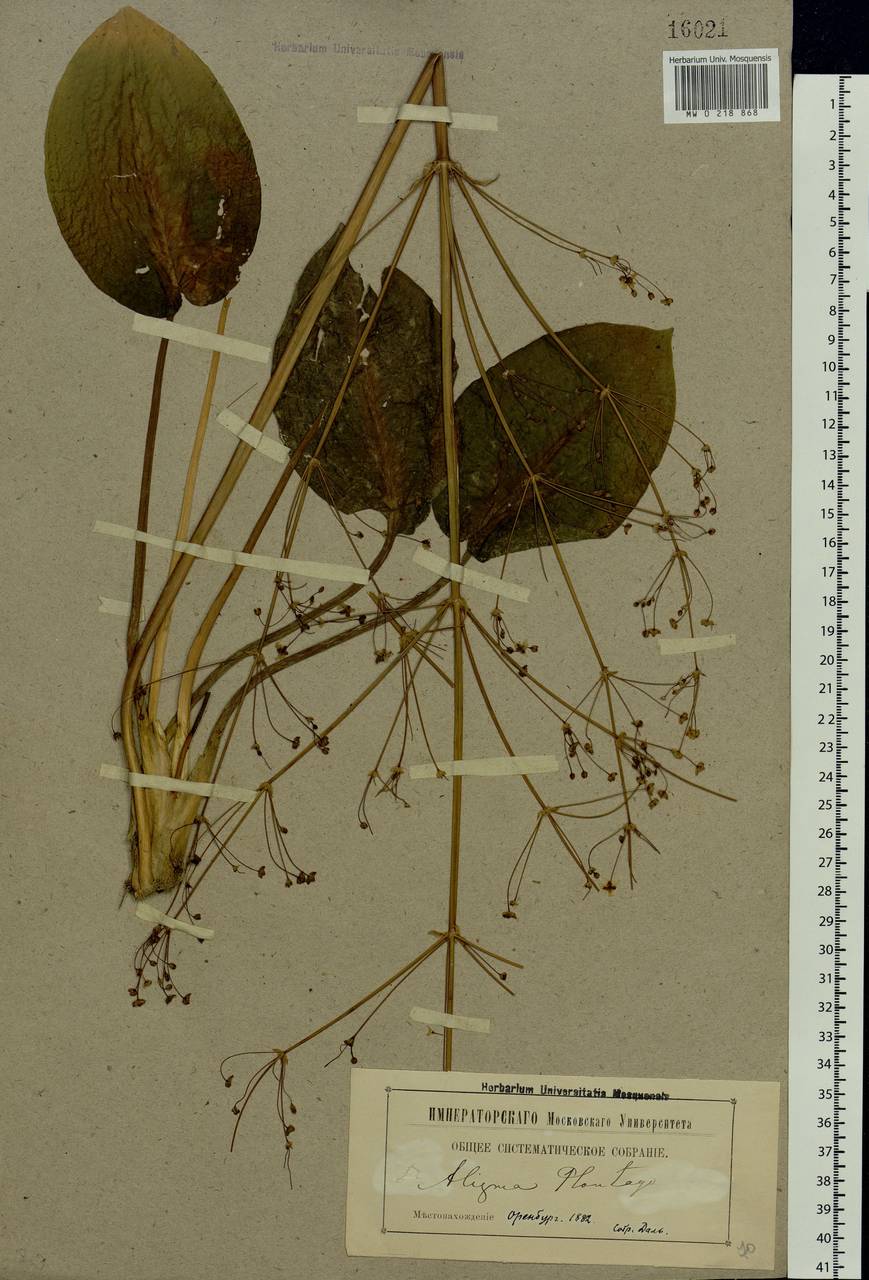 Alisma plantago-aquatica L., Eastern Europe, Eastern region (E10) (Russia)
