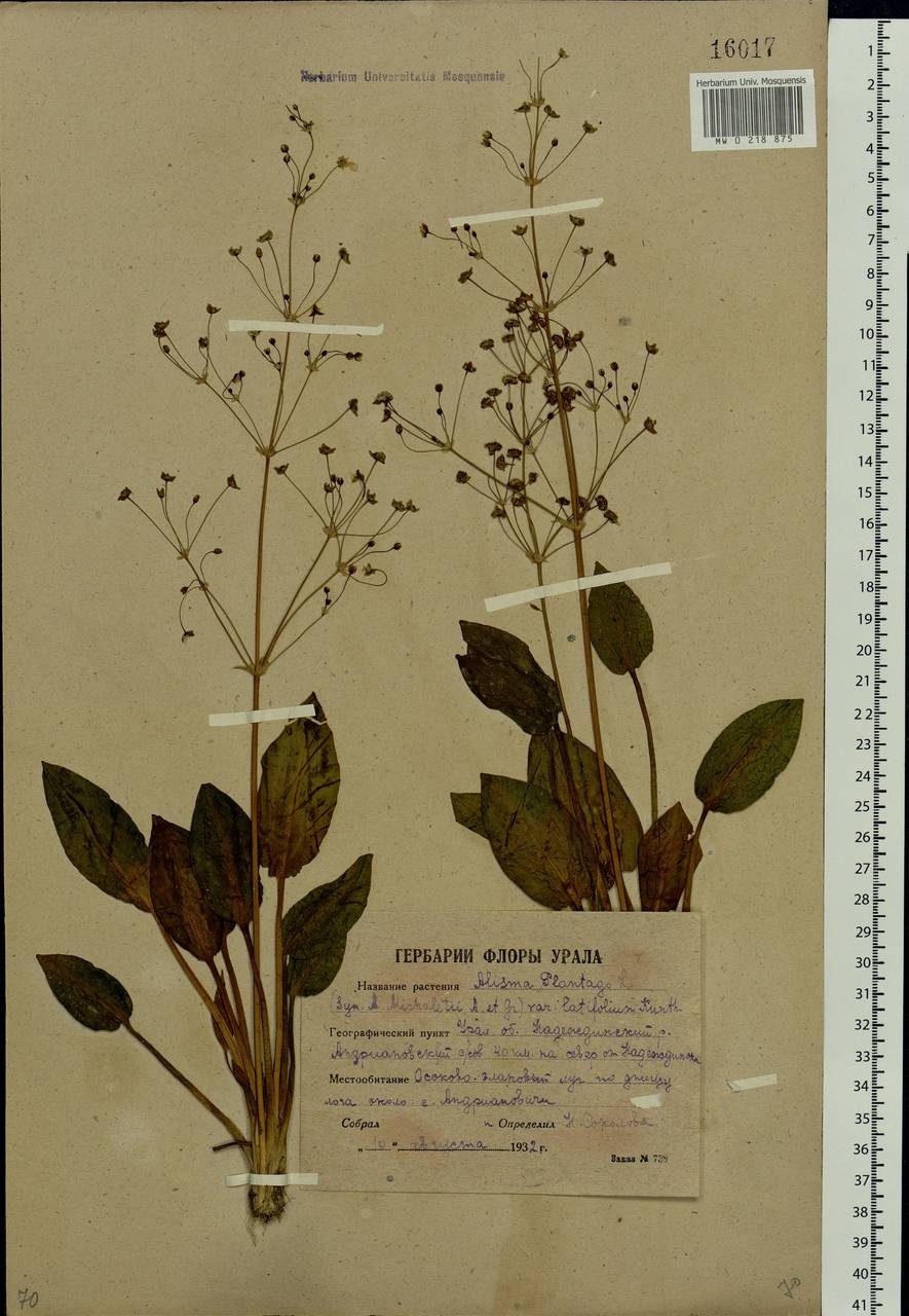 Alisma plantago-aquatica L., Eastern Europe, Eastern region (E10) (Russia)