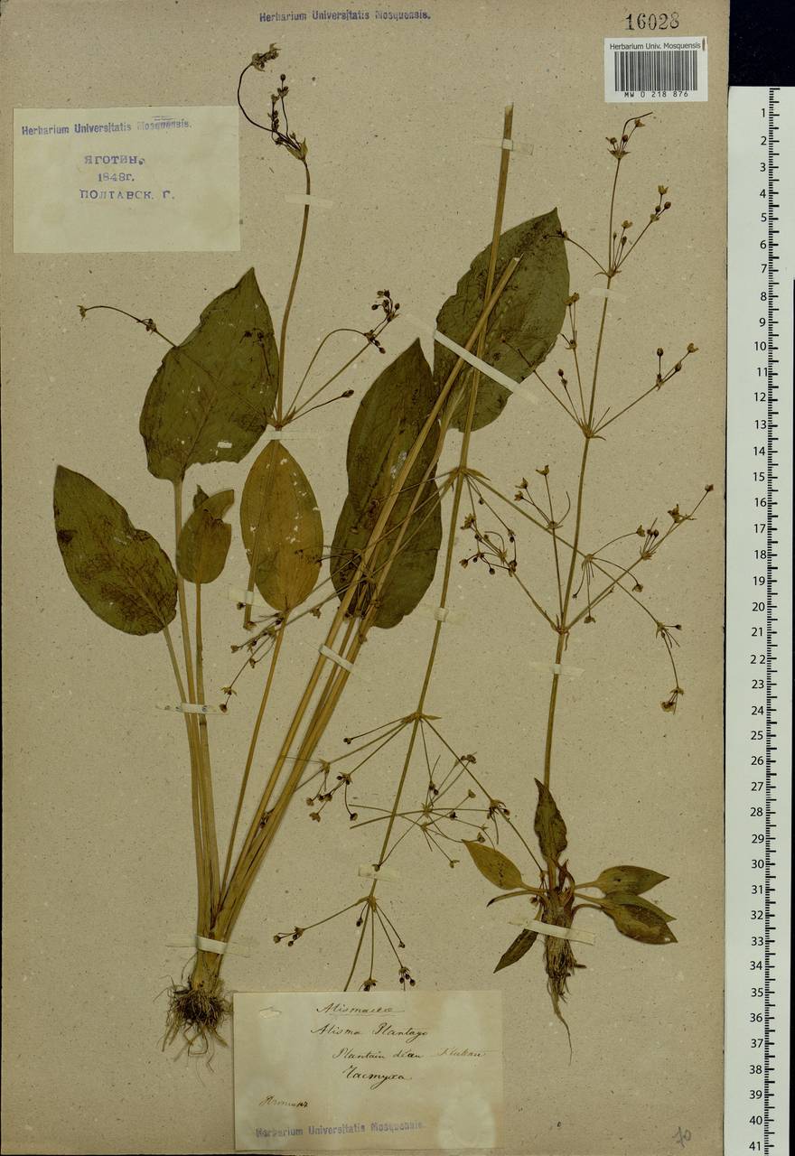 Alisma plantago-aquatica L., Eastern Europe, North Ukrainian region (E11) (Ukraine)