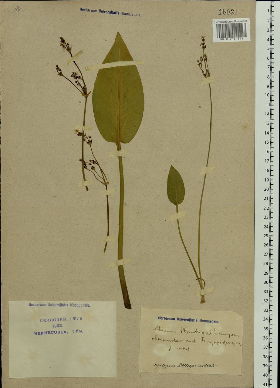 Alisma plantago-aquatica L., Eastern Europe, North Ukrainian region (E11) (Ukraine)