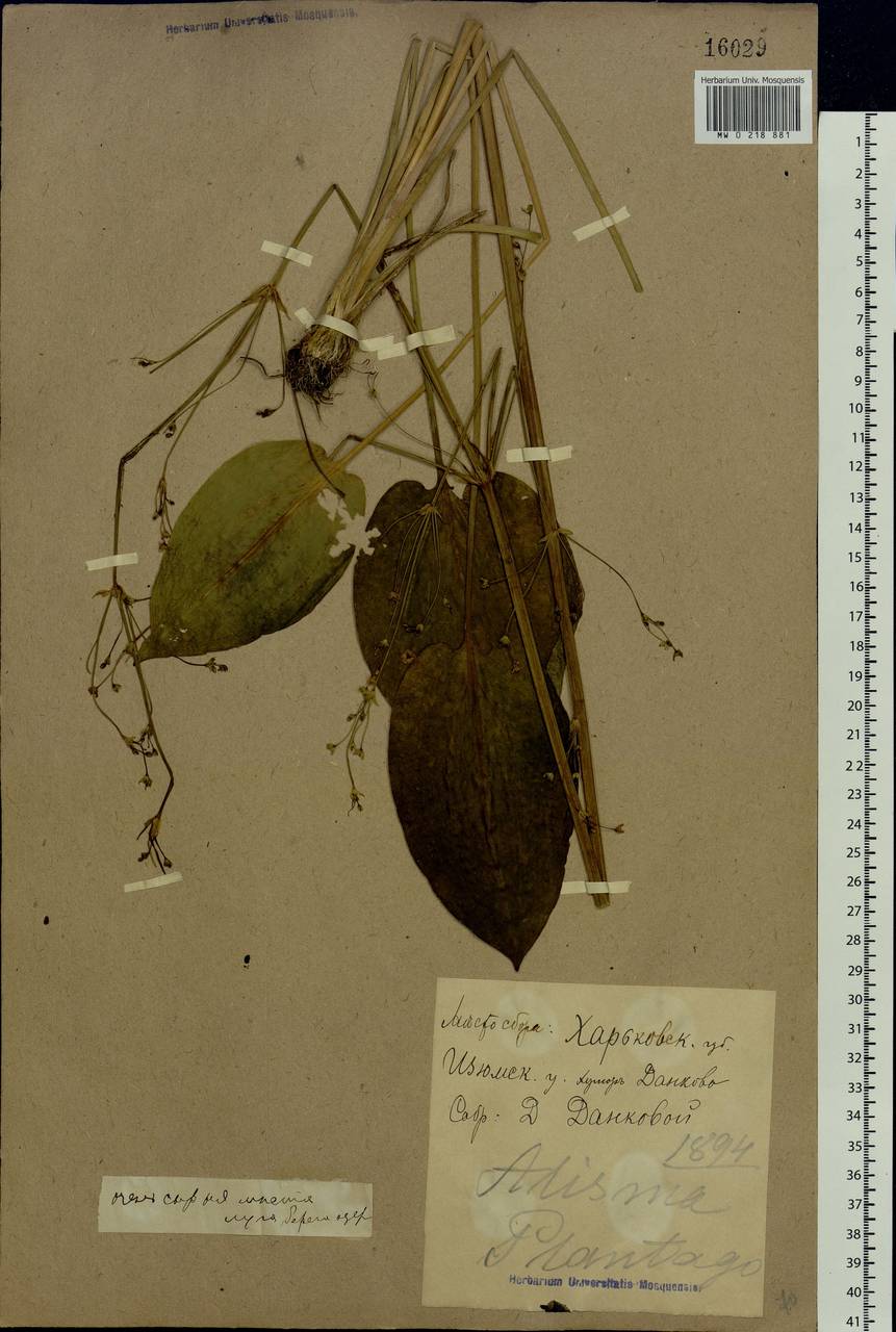 Alisma plantago-aquatica L., Eastern Europe, North Ukrainian region (E11) (Ukraine)