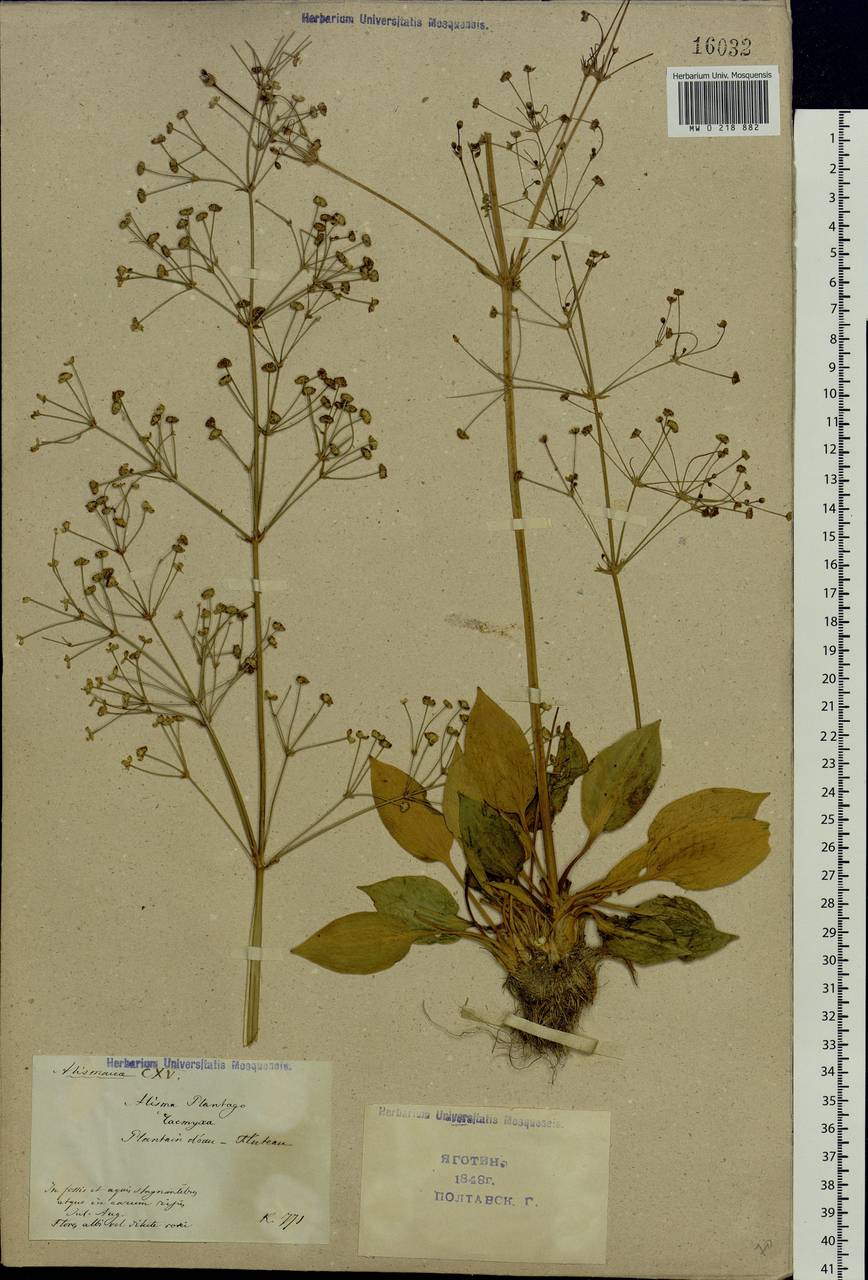 Alisma plantago-aquatica L., Eastern Europe, North Ukrainian region (E11) (Ukraine)