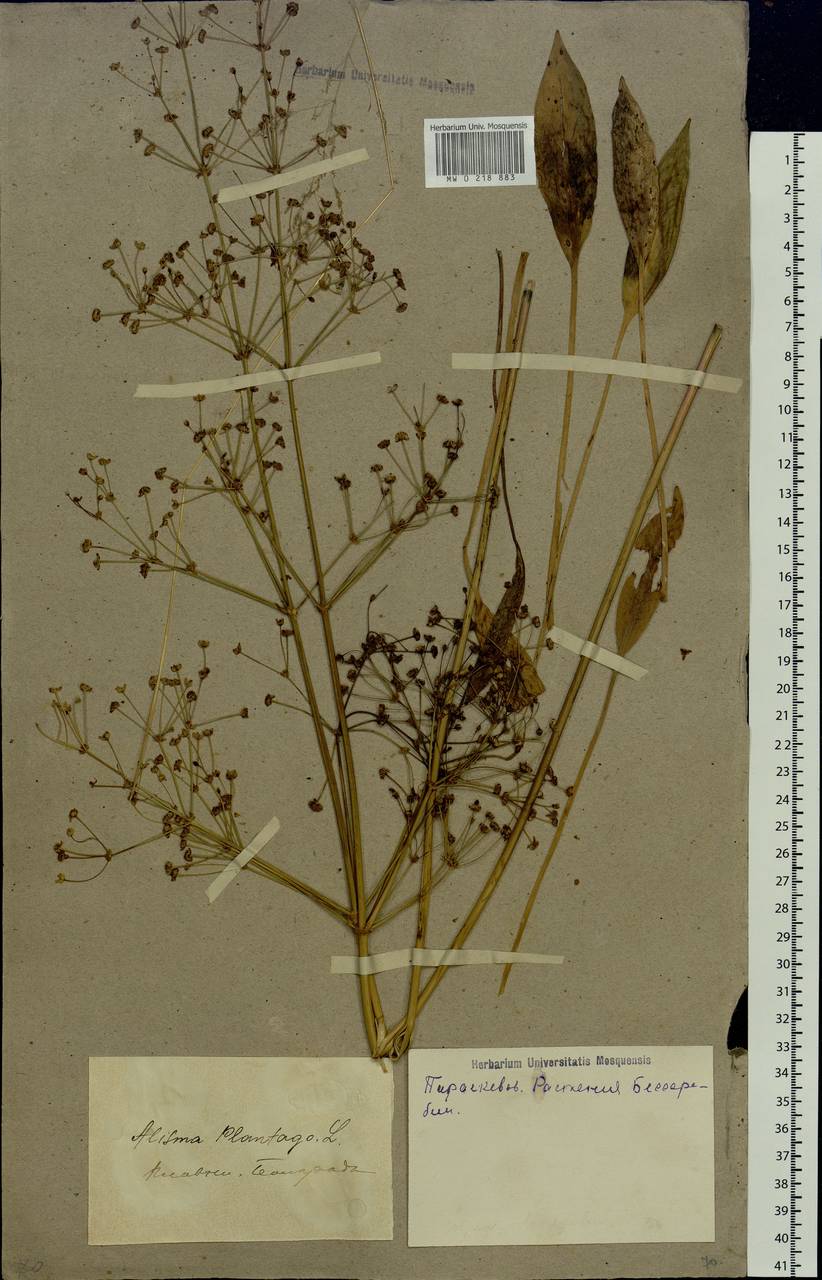 Alisma plantago-aquatica L., Eastern Europe, South Ukrainian region (E12) (Ukraine)