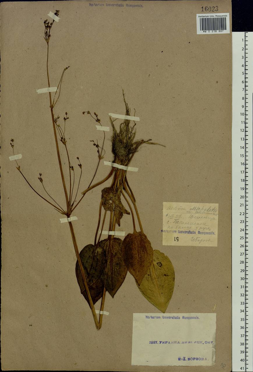 Alisma plantago-aquatica L., Eastern Europe, South Ukrainian region (E12) (Ukraine)