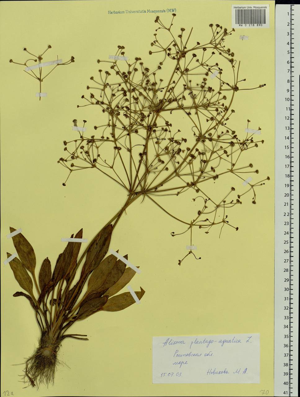 Alisma plantago-aquatica L., Eastern Europe, Rostov Oblast (E12a) (Russia)