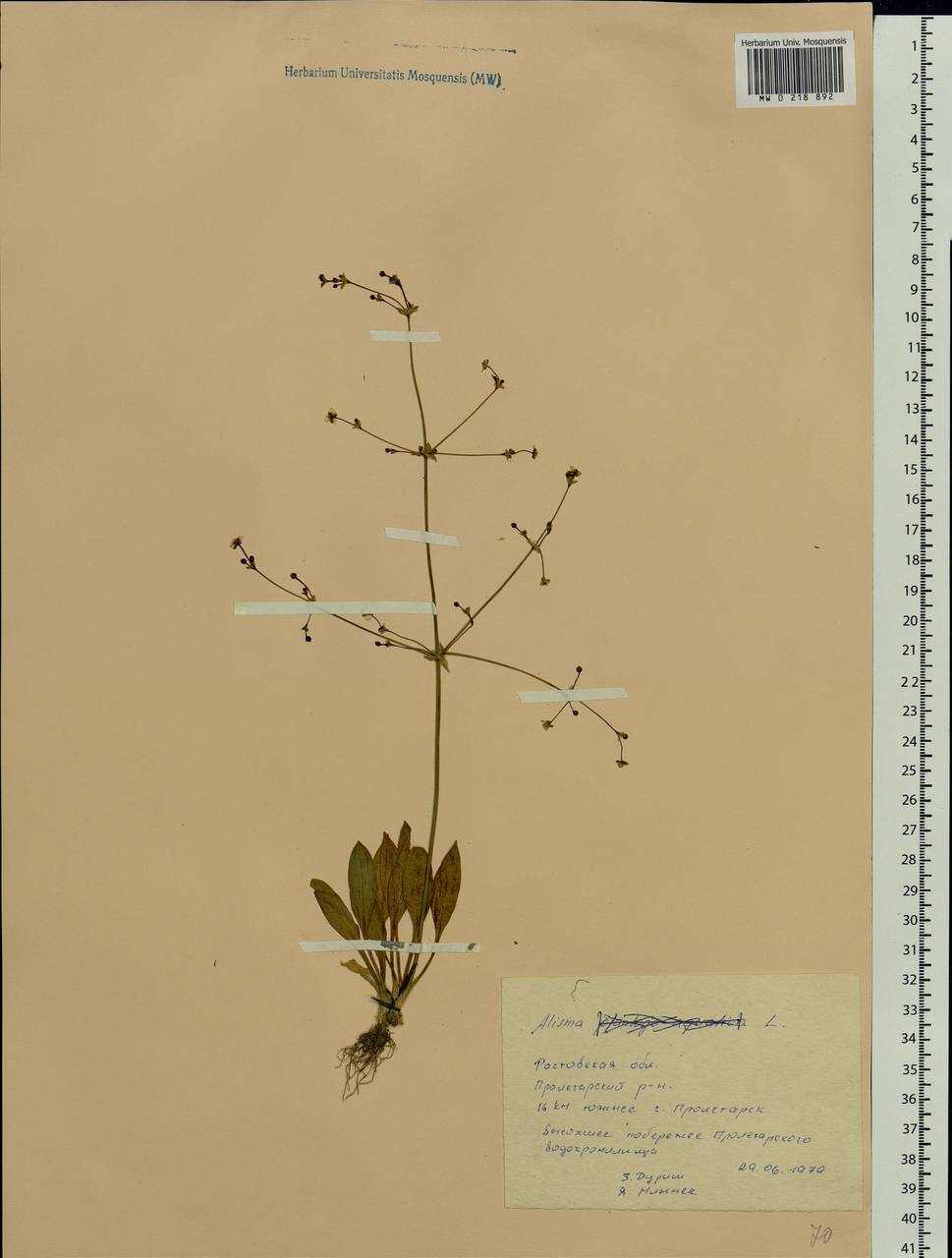 Alisma plantago-aquatica L., Eastern Europe, Rostov Oblast (E12a) (Russia)