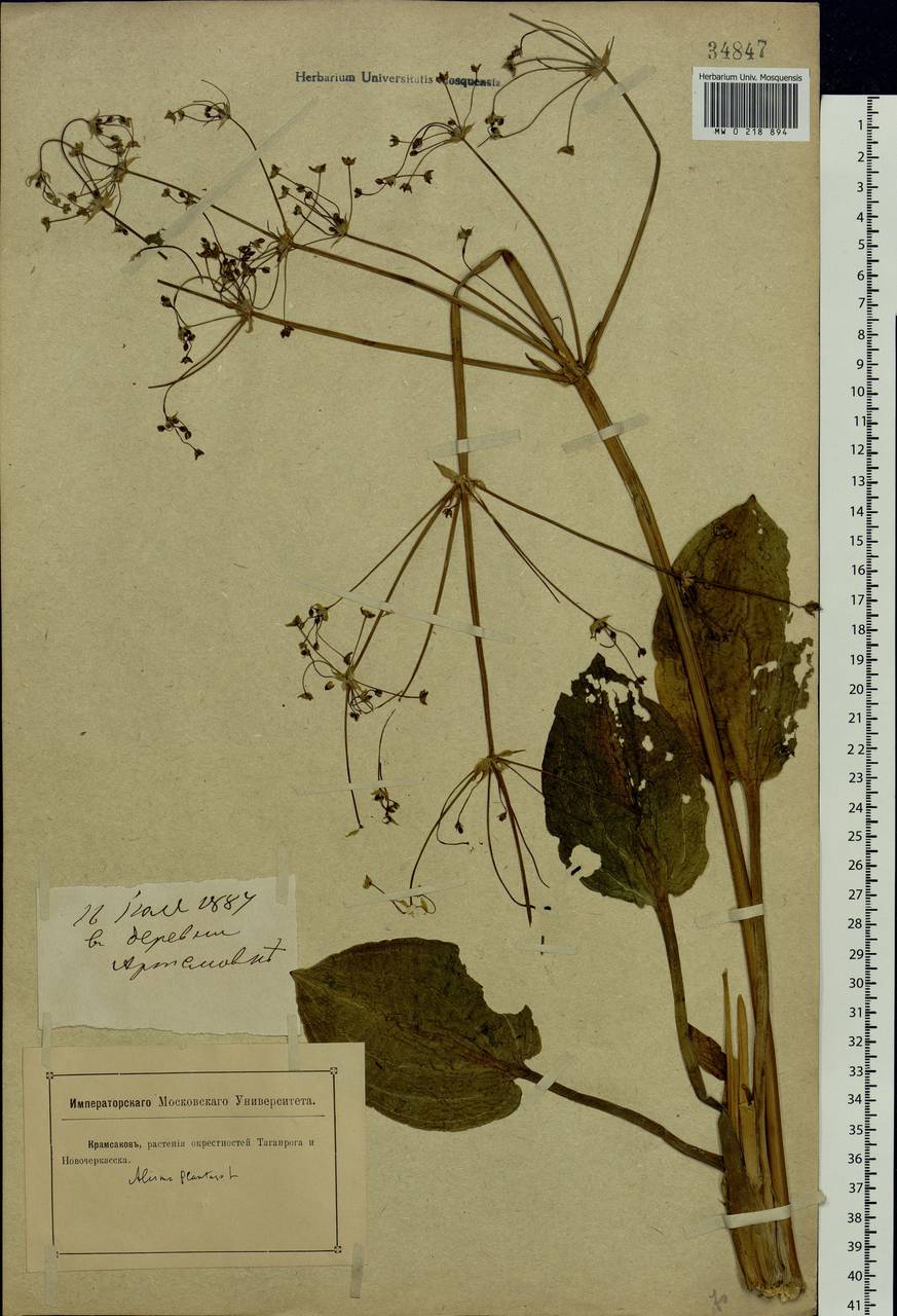 Alisma plantago-aquatica L., Eastern Europe, South Ukrainian region (E12) (Ukraine)