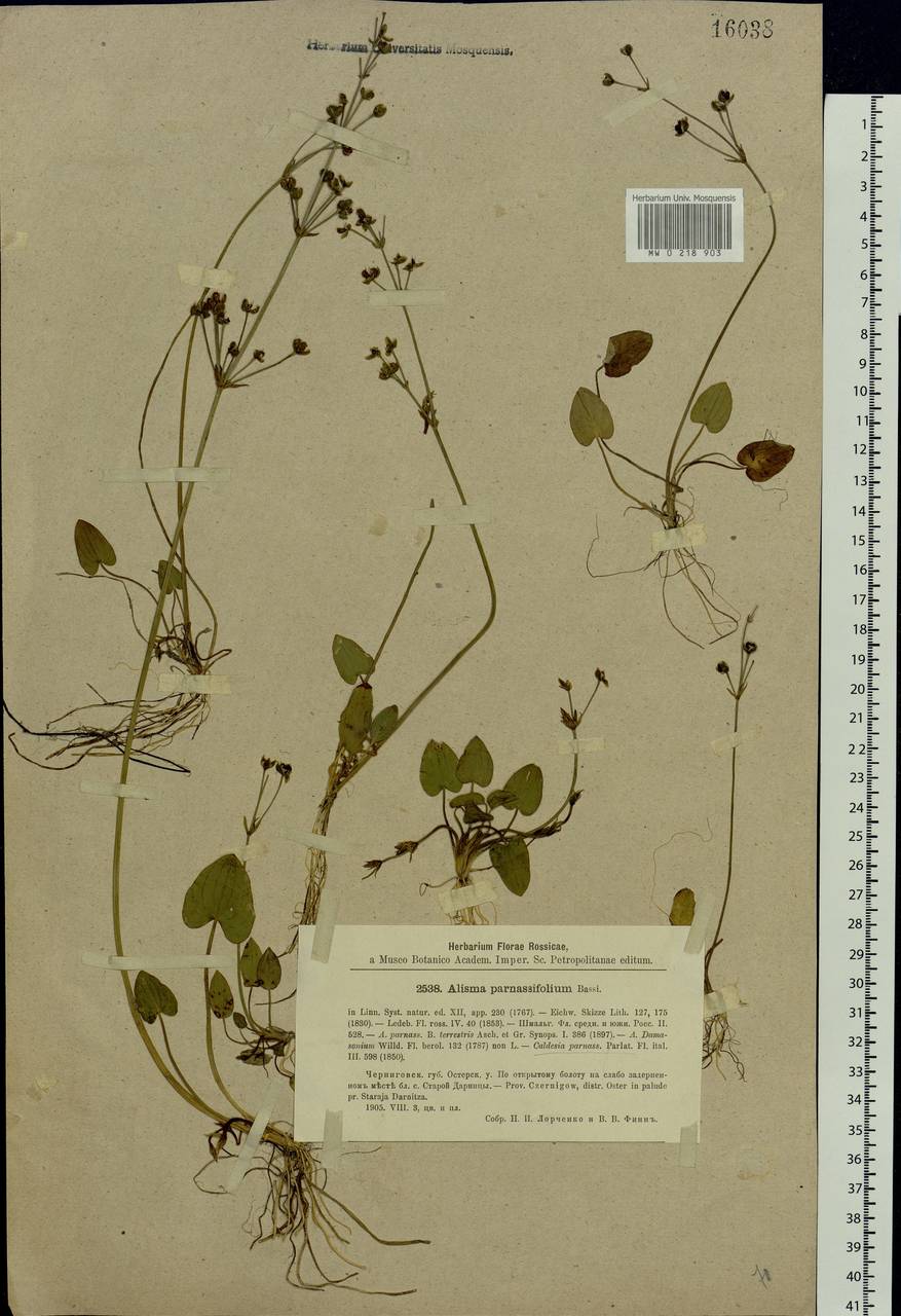 Caldesia parnassifolia (Bassi) Parl., Eastern Europe, North Ukrainian region (E11) (Ukraine)