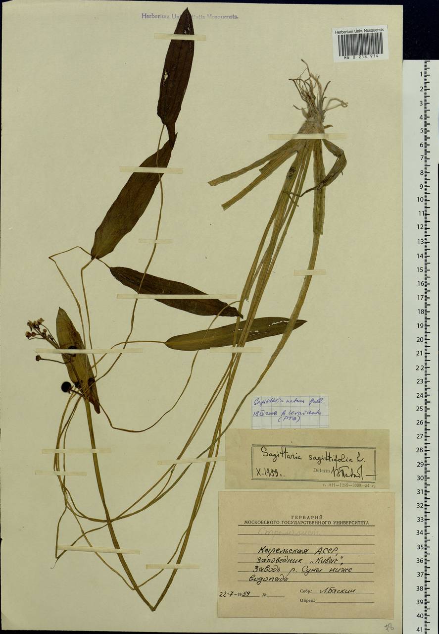 Sagittaria natans Pall., Eastern Europe, Northern region (E1) (Russia)