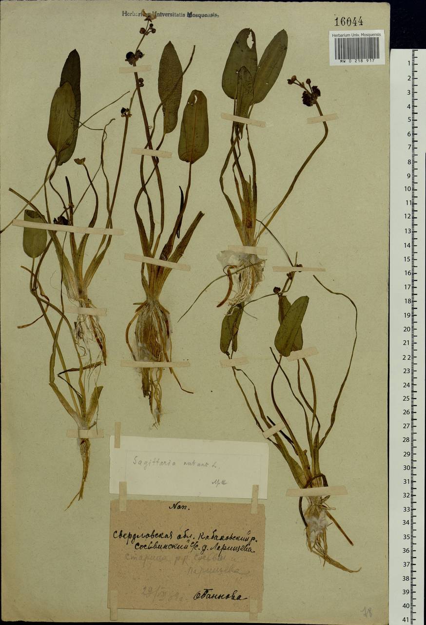 Sagittaria natans Pall., Eastern Europe, Eastern region (E10) (Russia)