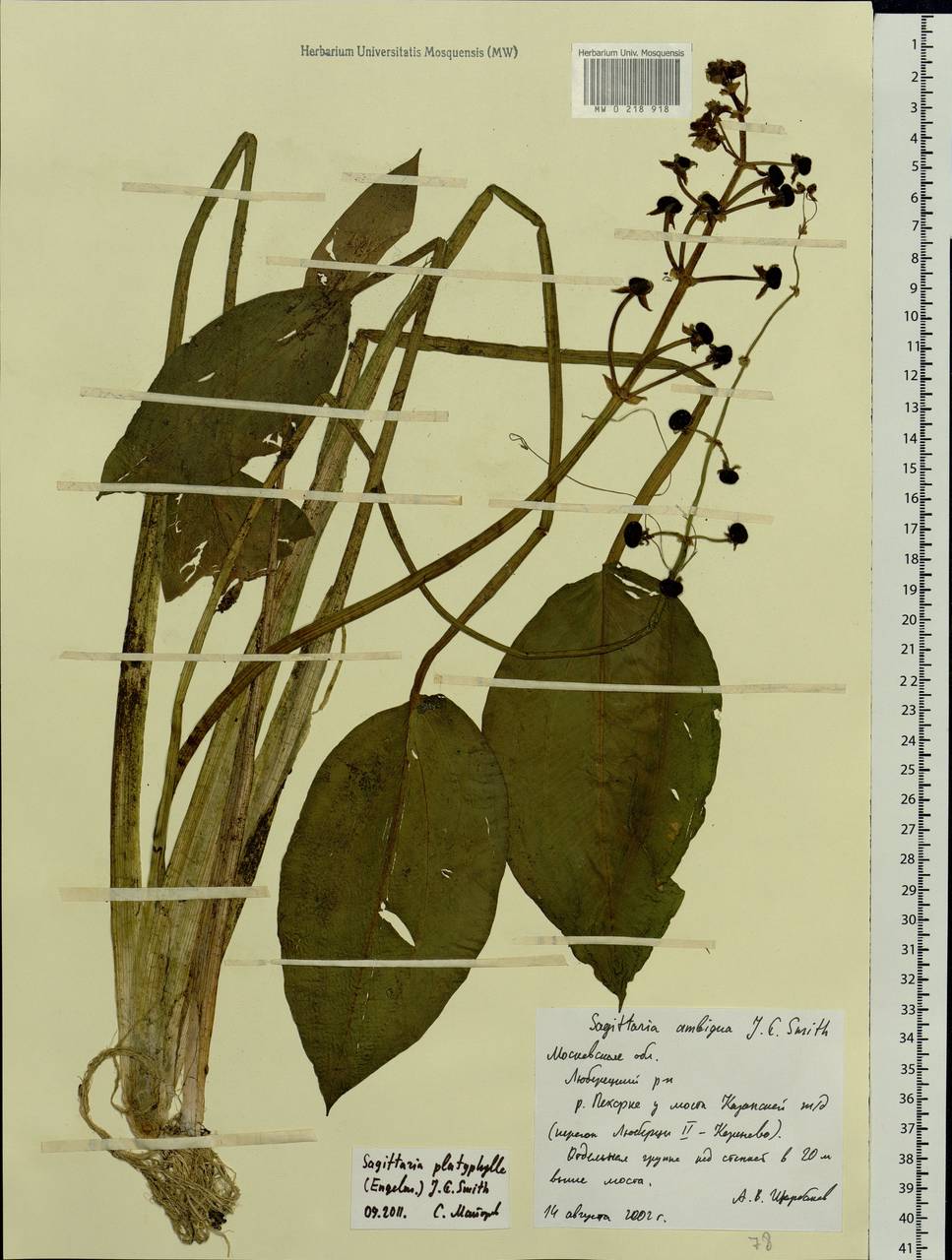 Sagittaria platyphylla (Engelm.) J.G.Sm., Eastern Europe, Moscow region (E4a) (Russia)