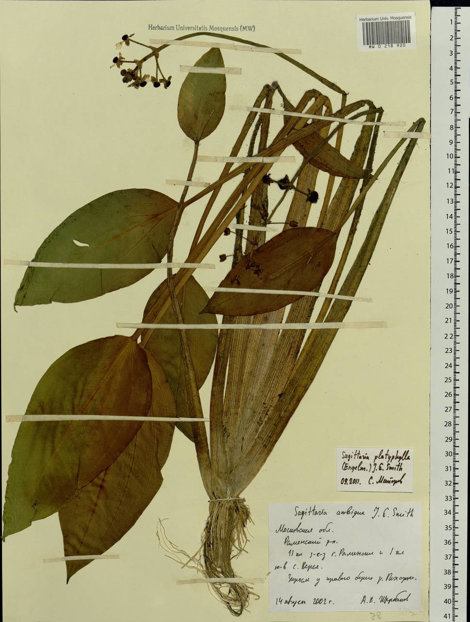 Sagittaria platyphylla (Engelm.) J.G.Sm., Eastern Europe, Moscow region (E4a) (Russia)