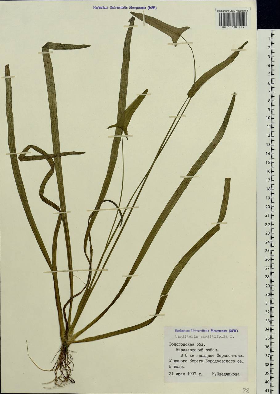 Sagittaria sagittifolia L., Eastern Europe, Northern region (E1) (Russia)