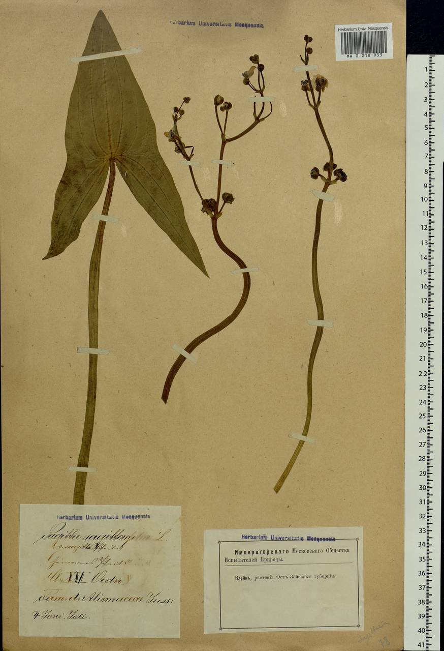 Sagittaria sagittifolia L., Eastern Europe, Latvia (E2b) (Latvia)