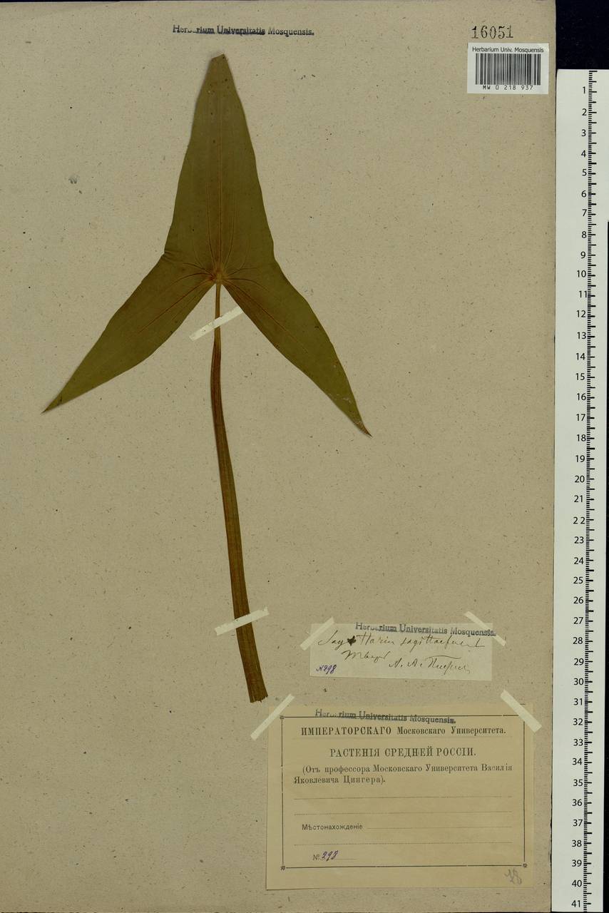 Sagittaria sagittifolia L., Eastern Europe, North-Western region (E2) (Russia)