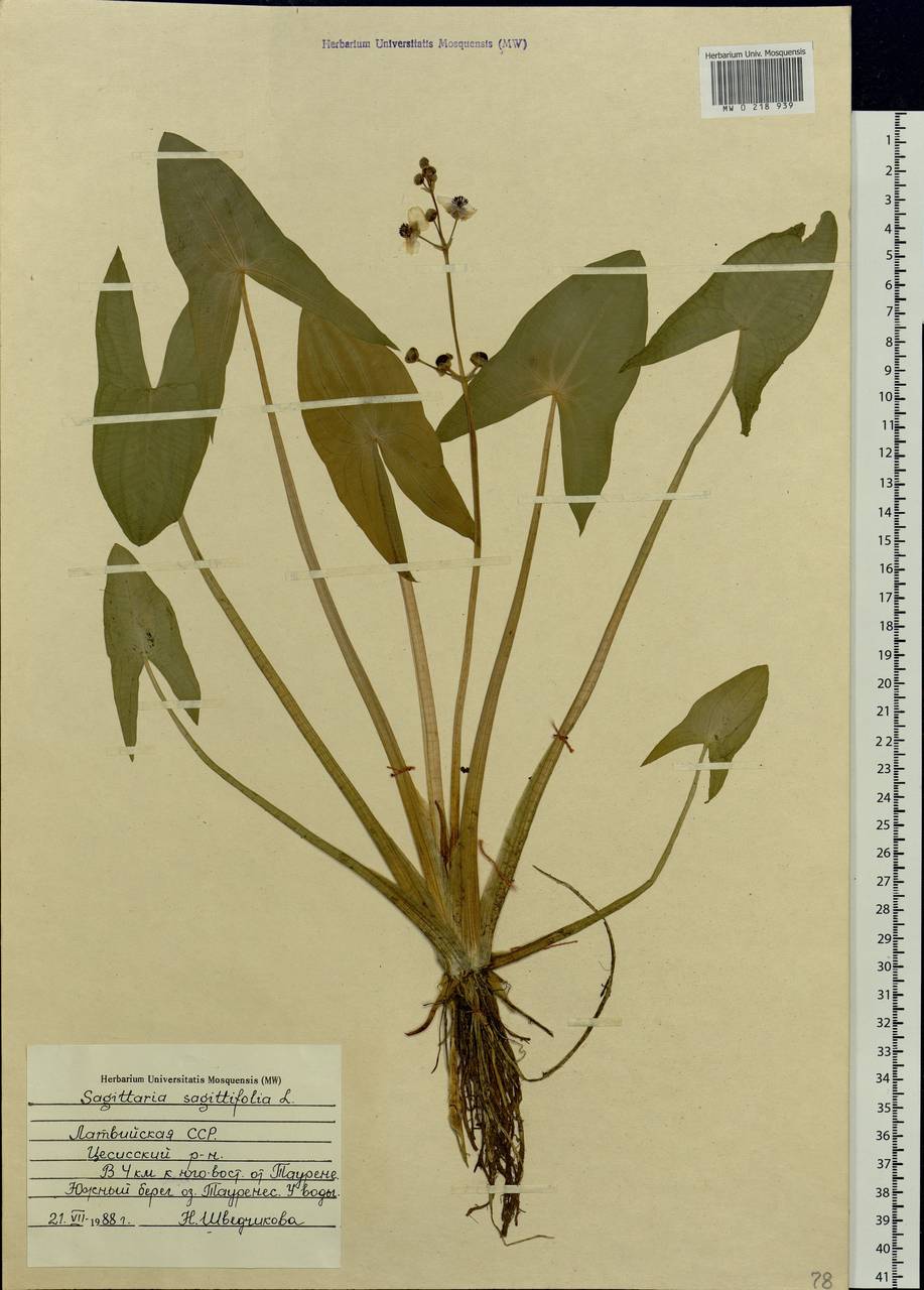Sagittaria sagittifolia L., Eastern Europe, Latvia (E2b) (Latvia)
