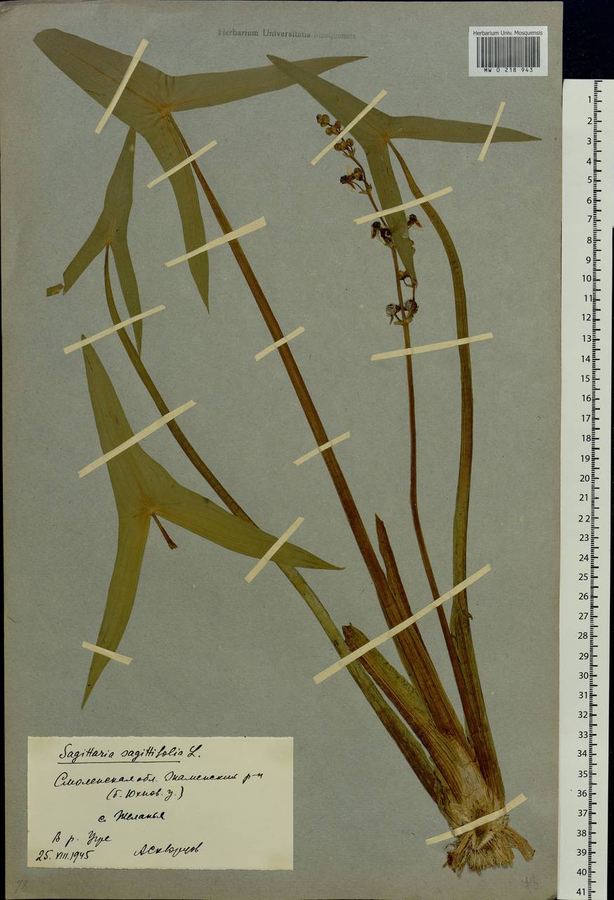 Sagittaria sagittifolia L., Eastern Europe, Western region (E3) (Russia)