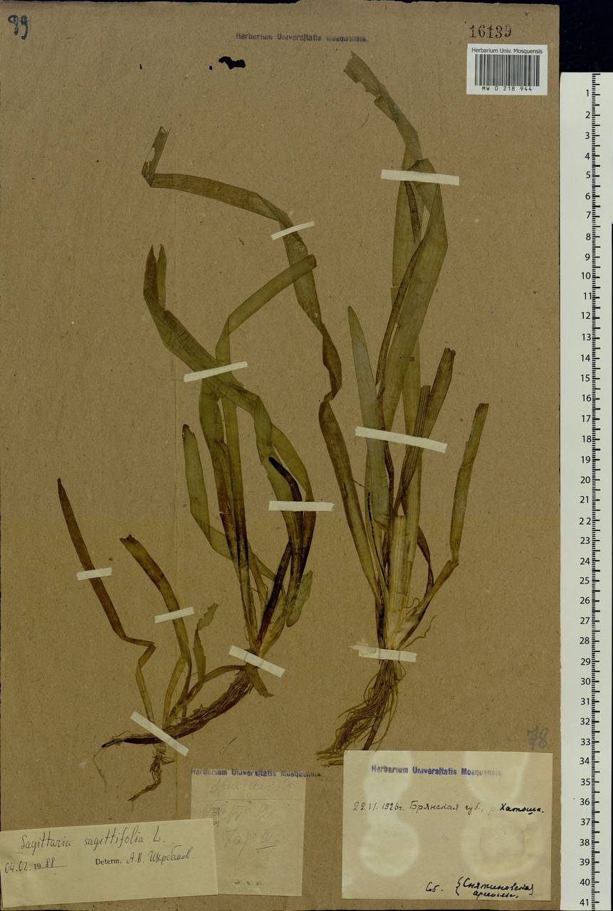 Sagittaria sagittifolia L., Eastern Europe, Western region (E3) (Russia)